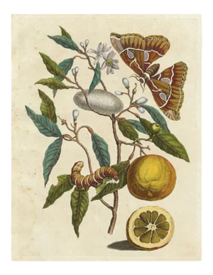 Merian Butterfly 4, Unframed Artwork
