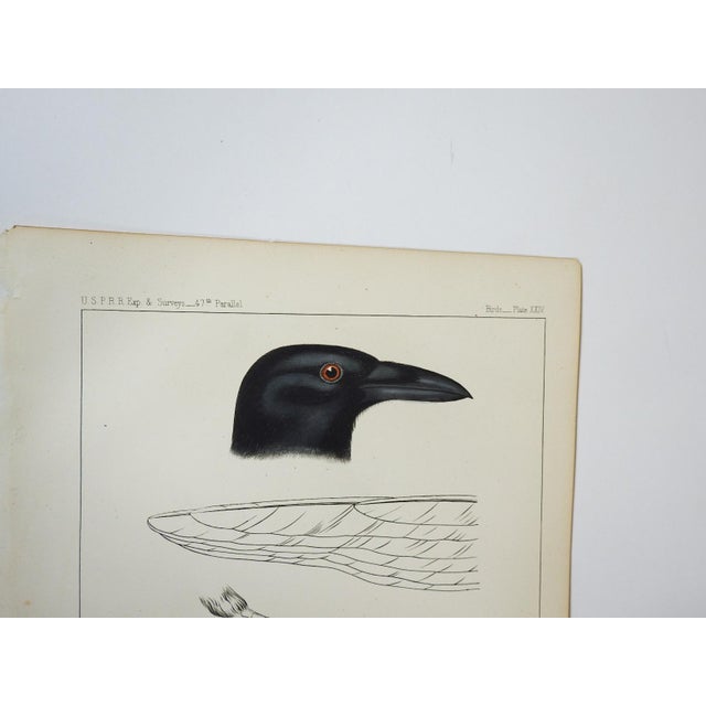 Antique mid 19th century lithograph on paper of crow or blackbird book plate. Published by the US Pacific Railroad...