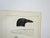 Antique mid 19th century lithograph on paper of crow or blackbird book plate. Published by the US Pacific Railroad...