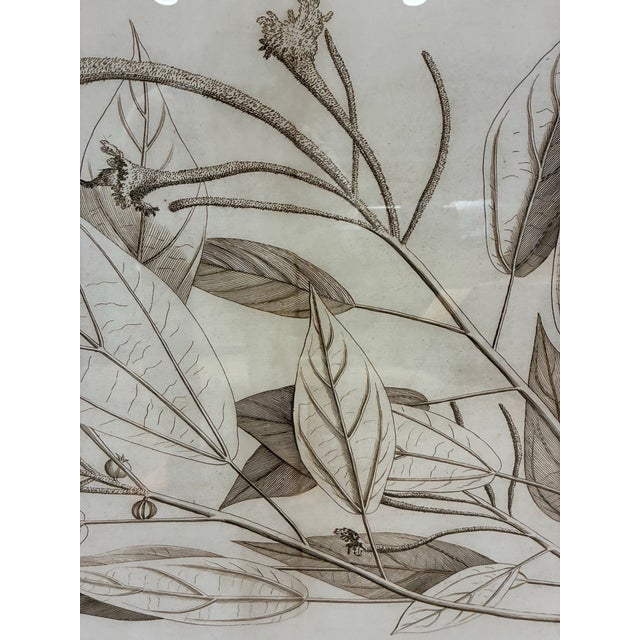 Traditional Natural Curiosities “Pee-Ponnagam” Hortus Malabaricus Botanical Print, Framed For Sale - Image 3 of 7