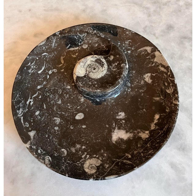 Orthoceras Fossil Round Plate With Ammonite Ring For Sale - Image 4 of 11