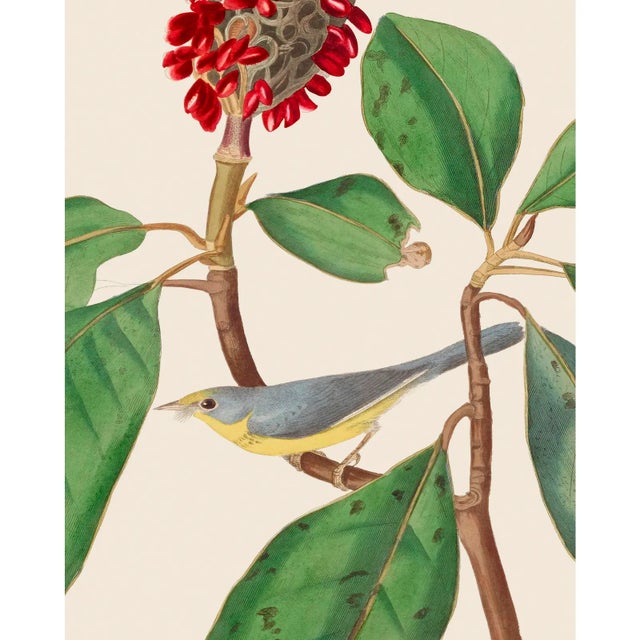 Introducing the Duchess Edition: a refined collection of Audubon Bird Giclée reproductions that elevate the timeless...