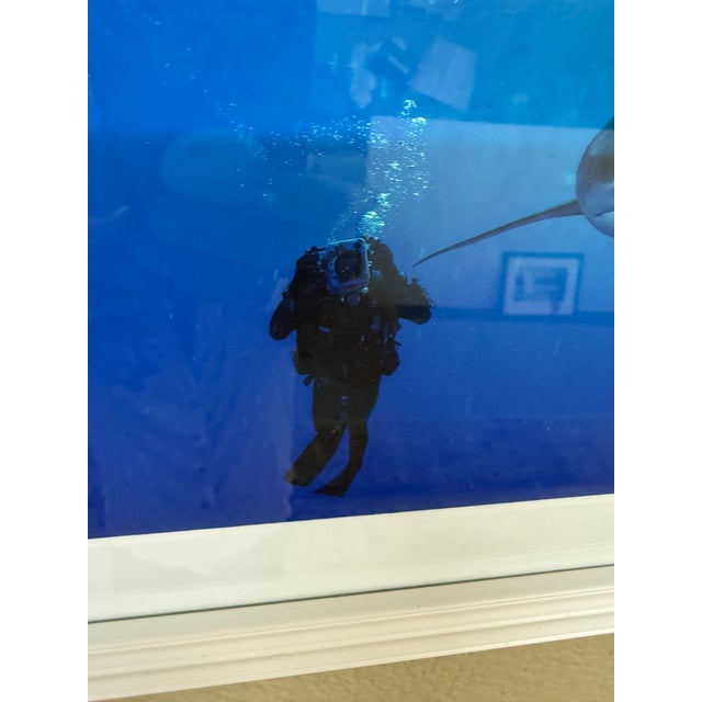 Early 21st Century Brian Skerry Sharks on Assignment Great White Photograph, Framed For Sale - Image 5 of 12
