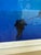 Early 21st Century Brian Skerry Sharks on Assignment Great White Photograph, Framed For Sale - Image 5 of 12