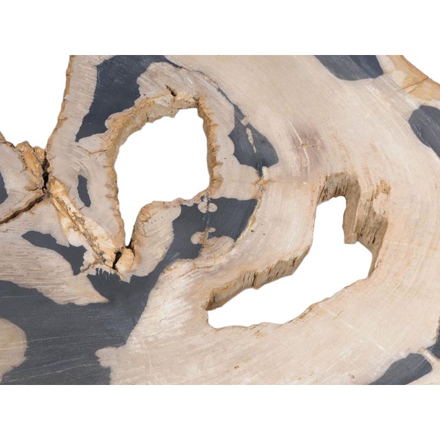 Petrified Wood Coffee Table by Xyleia Petrified Wood For Sale - Image 4 of 5