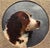 Textile Late Victorian English Spaniel Portrait – 19th Century Oil Painting For Sale - Image 7 of 8
