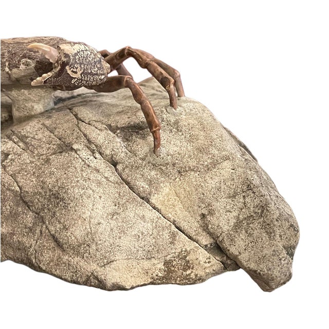 Gray Fossil Crab (Galene Granulifera) From Taiwan, Pliocene Period For Sale - Image 8 of 8