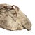 Gray Fossil Crab (Galene Granulifera) From Taiwan, Pliocene Period For Sale - Image 8 of 8