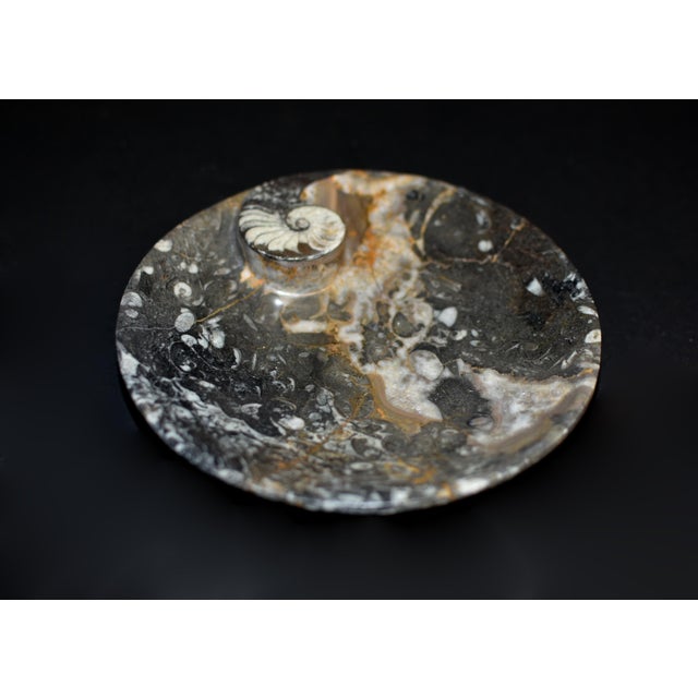 Gemstone Pair Large Ammonite Plates 6.25" Millions Years Fossil For Sale - Image 7 of 12