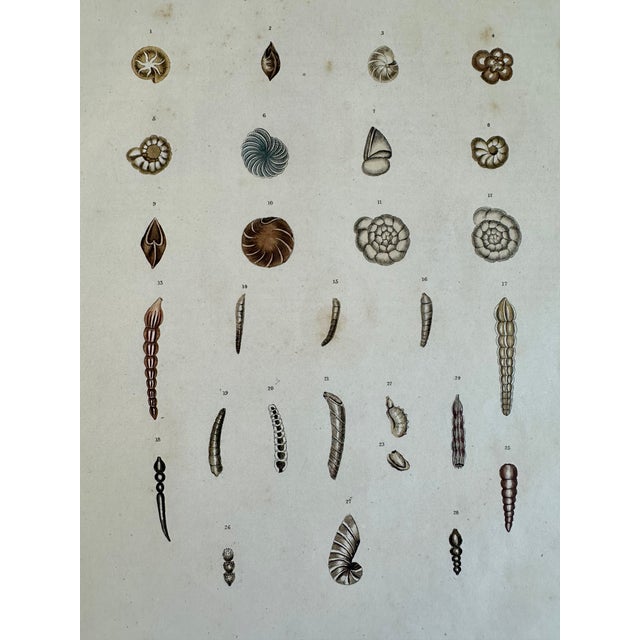 Illustration Auger Shells, 19th Century Print (Unframed) For Sale - Image 3 of 5