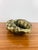 Vintage 1970s Brass Sea Shell Planter / Vessel For Sale In Las Vegas - Image 6 of 6