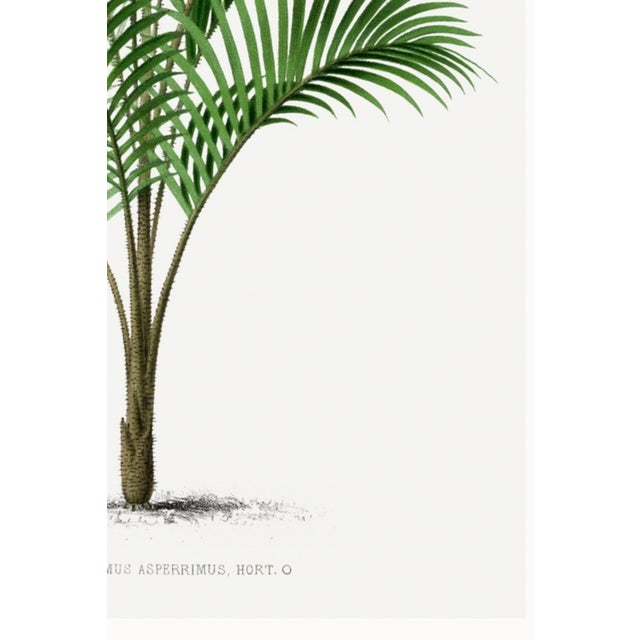 Tropical Palm Botanical, Vintage Art Print Reproduction, 16" X 24" For Sale - Image 10 of 10
