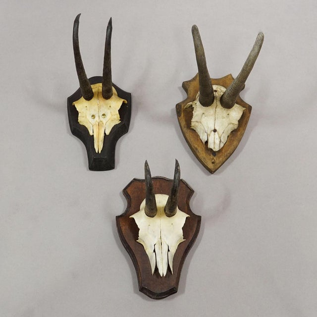 Vintage Set of Six Chamois Trophies on Shaped Plaques, Germany Ca. 1960s For Sale - Image 4 of 7