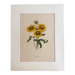 Vintage Pierre-Josephe Redouté Print in 16x20 Mat: Gailliardia, Blanket Flower For Sale