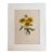 Vintage Pierre-Josephe Redouté Print in 16x20 Mat: Gailliardia, Blanket Flower For Sale