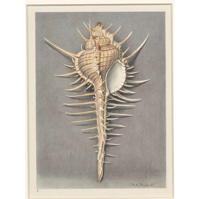 This is a matted French lithograph of seashells that date to 1935. It is a colored book plate originally done in...