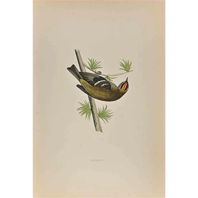 Firecrest is a modern artwork realized in 1870 by the British artist Alexander Francis Lydon (1836-1917) . Woodcut print,...