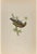 Firecrest is a modern artwork realized in 1870 by the British artist Alexander Francis Lydon (1836-1917) . Woodcut print,...