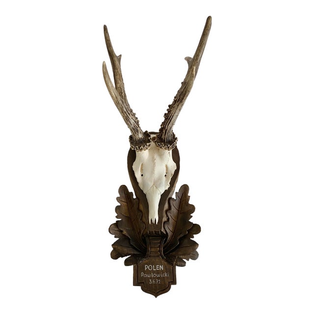 1971 German Black Forest Roe Deer Antlers For Sale