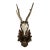 1971 German Black Forest Roe Deer Antlers For Sale