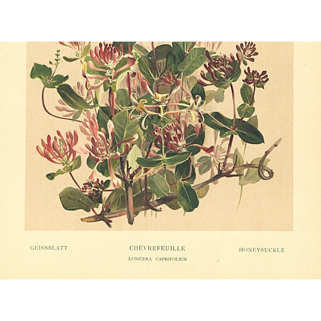 Contemporary 1903 Antique French Botanical Chromolithograph-Honeysuckle-Documentation For Sale - Image 3 of 5