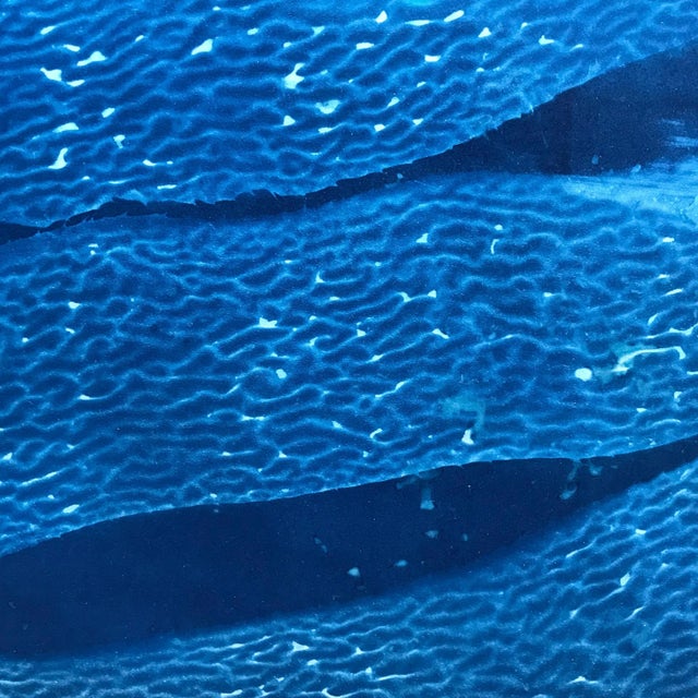 This is a one of a kind original color canotype color photograph by San Diego artist, Oriana Poindexter. Its dimensions...