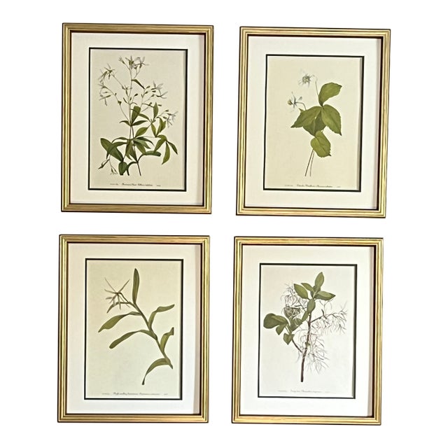 Vintage Botanical Framed Set of 4 - Authentic 1953 Wild Flower For Sale