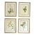 Vintage Botanical Framed Set of 4 - Authentic 1953 Wild Flower For Sale