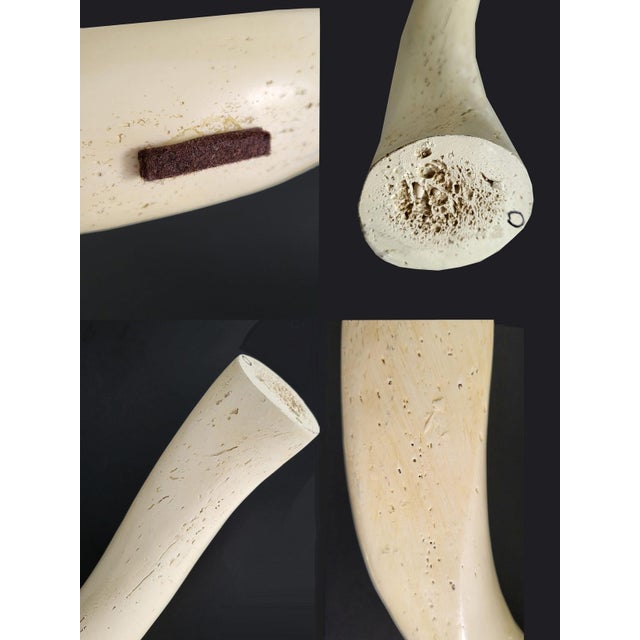 Cream Vintage African Kudu Horn Antler For Sale - Image 8 of 10