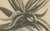 Botanical Engraving of African Aloe from Commelins Praeludia Botanica, 1703, Print For Sale - Image 4 of 6