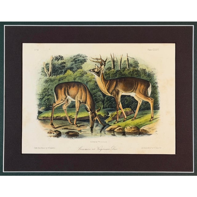 Mid 19th Century 1854 Audubon Common American Deer Hand-Colored Lithograph | Framed and Archivally Matted For Sale - Image 5 of 10