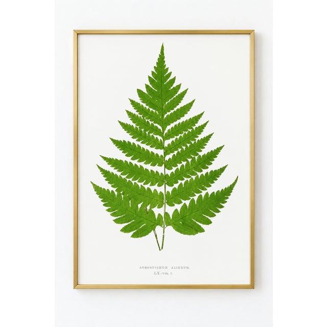 A vivid green fern frond stands against a soft white background in this botanical art print. Finely detailed veins,...