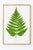 A vivid green fern frond stands against a soft white background in this botanical art print. Finely detailed veins,...