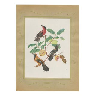 Descourtilz, Orioles and Tanagers on a Guava, Brazilian Bird Print, 1944, Paper For Sale