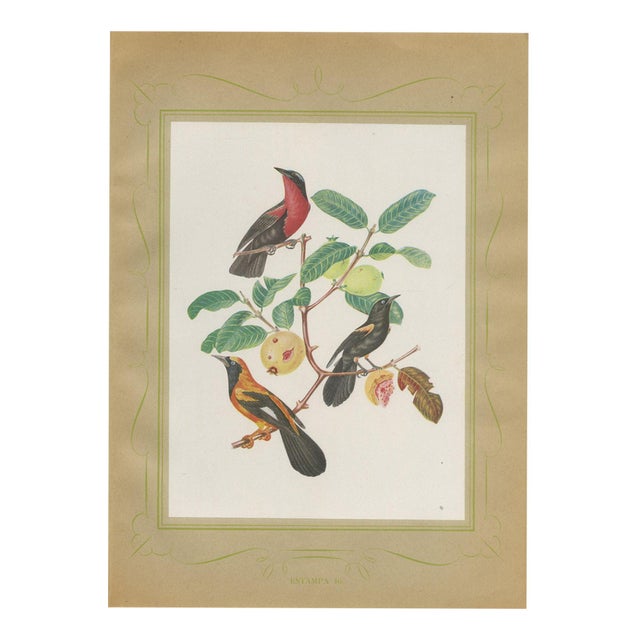 Descourtilz, Orioles and Tanagers on a Guava, Brazilian Bird Print, 1944, Paper For Sale