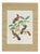 Descourtilz, Orioles and Tanagers on a Guava, Brazilian Bird Print, 1944, Paper For Sale