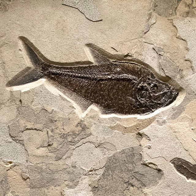 15th Century & Earlier Fossil Fish Mural 7009cm For Sale - Image 5 of 5