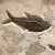 15th Century & Earlier Fossil Fish Mural 7009cm For Sale - Image 5 of 5