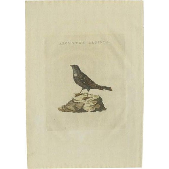 Early 19th Century Sepp & Nozeman, Illustration of a Small Alpine Bird, 1829, Print For Sale - Image 5 of 5