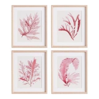 Watercolor Seaweed Prints, Set Of 4 For Sale