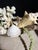 2020s Celestial Meets the Sea Driftwood Sculpture For Sale - Image 5 of 8