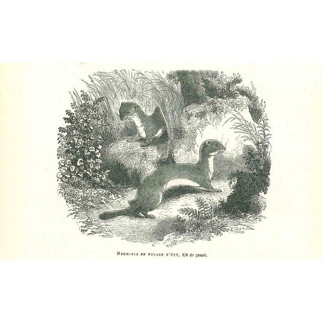 Hermines is an original lithograph on ivory-colored paper, realized by Paul Gervais (1816-1879). The artwork is from The...