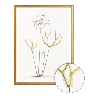 Celerie Kemble Curated Australian Botanical IX (16x20) in Gold Frame For Sale