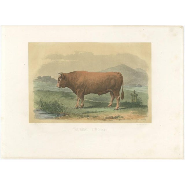 Limousin Bull, Cattle Print After Melin, 1873, Paper For Sale - Image 3 of 12