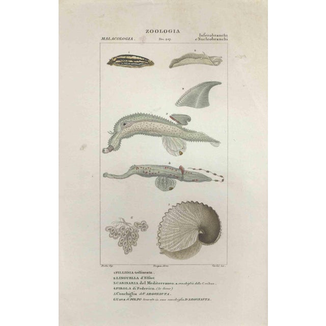 Pierre Jean François Turpin, Inferobranchi, Etching, 1831 For Sale - Image 3 of 3