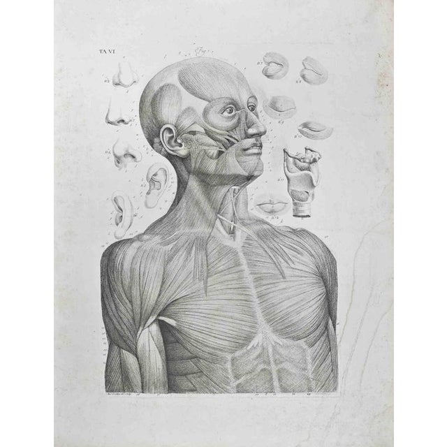 Etching realized by Paolo Mascagni and Antonio Serantoni in the first years of 19th Century, and published in 1810. Plate...