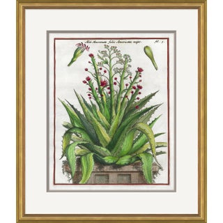 17th Century Florilegium IV Framed Art Print For Sale