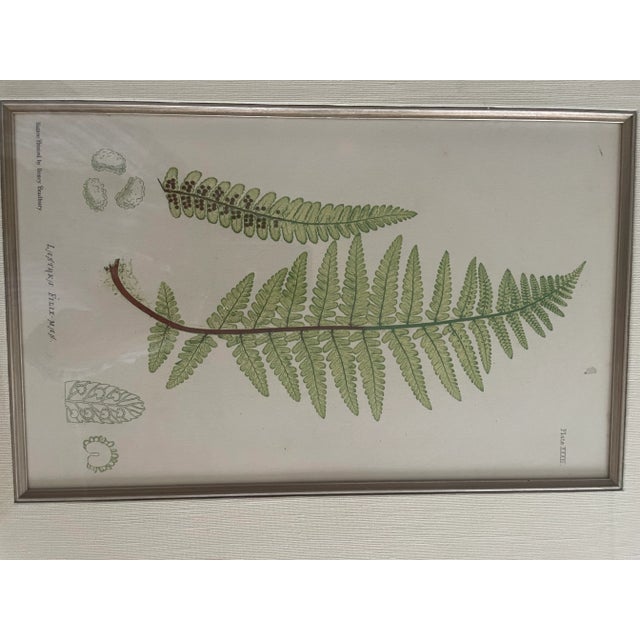 Vintage Henry Bradbury Fern Print, Framed For Sale - Image 4 of 11