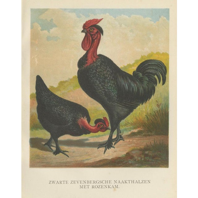 Paper After Förster, Black Zevenbergen Naked Neck Chickens, 1888, Print For Sale - Image 7 of 10