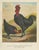 Paper After Förster, Black Zevenbergen Naked Neck Chickens, 1888, Print For Sale - Image 7 of 10